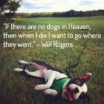 loss-of-a-pet-quote-if-there-are-no-dogs-in-heaven-then-ehrn-i-die-i-want-to-go-where-they-went-by-will-rogers-missing-you